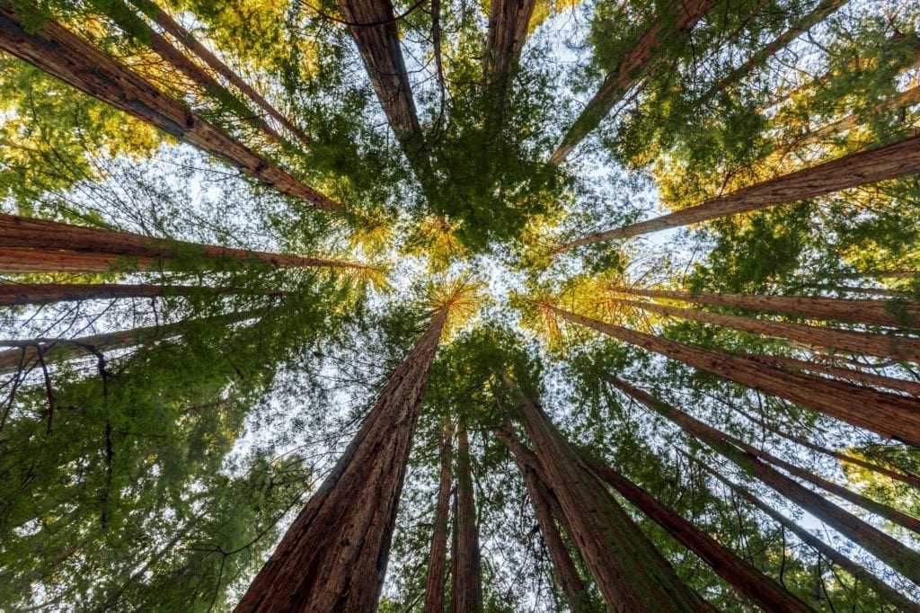 Tall redwood trees