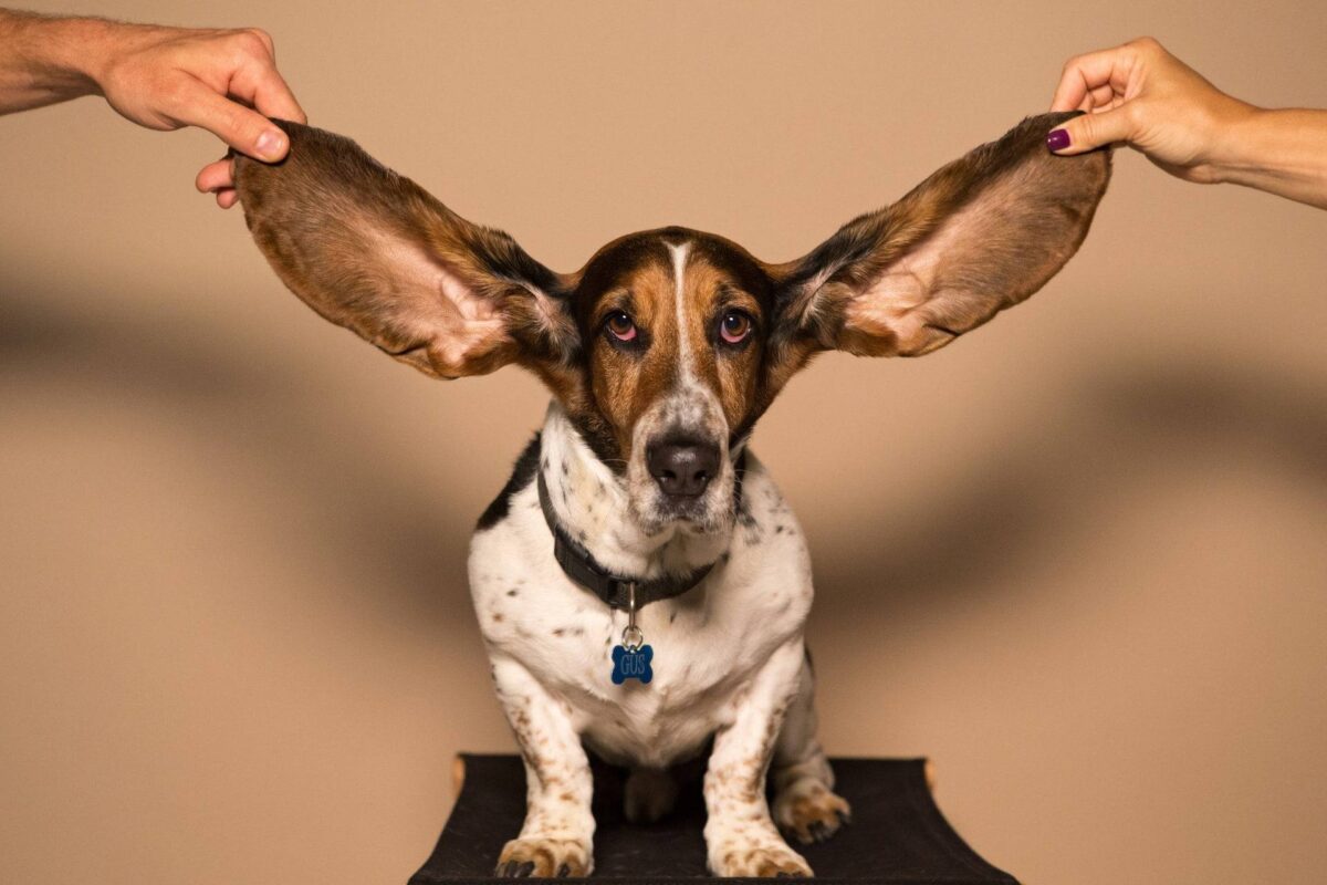 Hund mit großen Ohren: Gutes Zuhören ist eine der wichtigsten Fähigkeiten