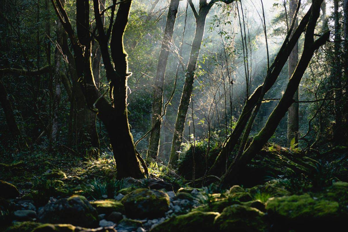 Dschungel, Regenwald, Wald, Klima -